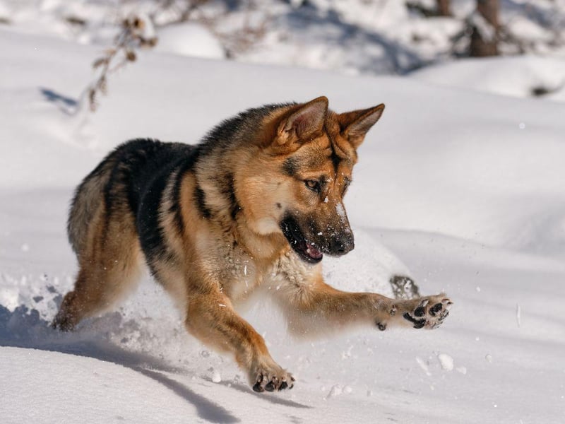 One of the most useful dogs on the planet, there's very little the German Shepherd isn't good at. They have a thick double cold that protects them from the cold - perfect for their multiple roles as police dogs, army dogs, guard dogs, and search and rescue dogs.