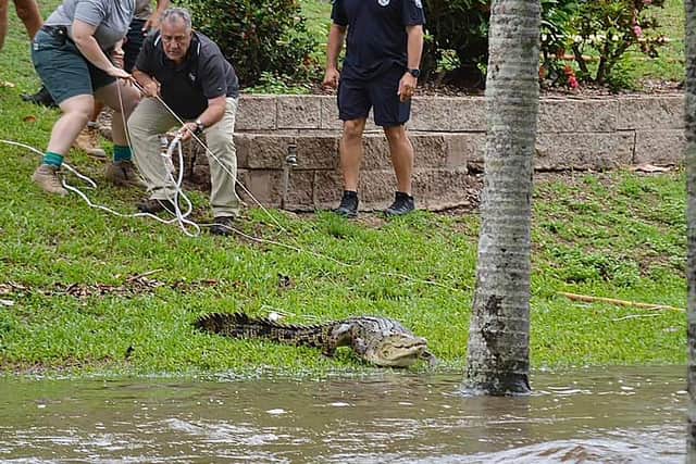 A crocodile is wrangled from floodwaters in the Northern Queensland town of Ingham. Picture: Jonty Fratus/AFP/PA