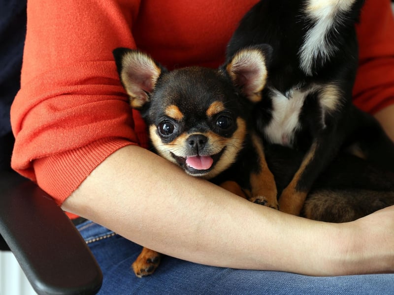One of the smallest breeds of dog, the Chihuahua is perfectly sized for human laps, although they do love going for walks too.