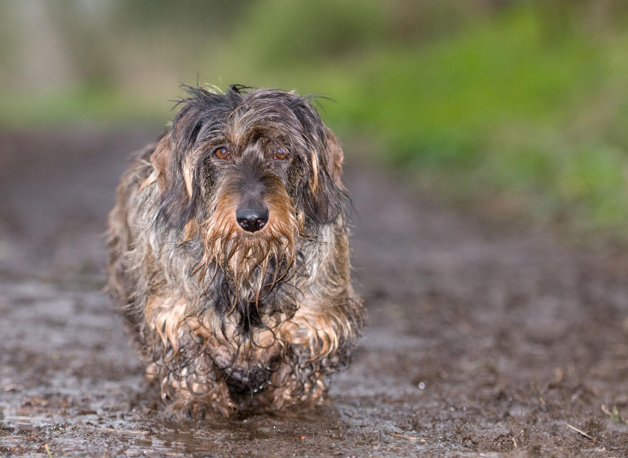 Dogs that need grooming hot sale