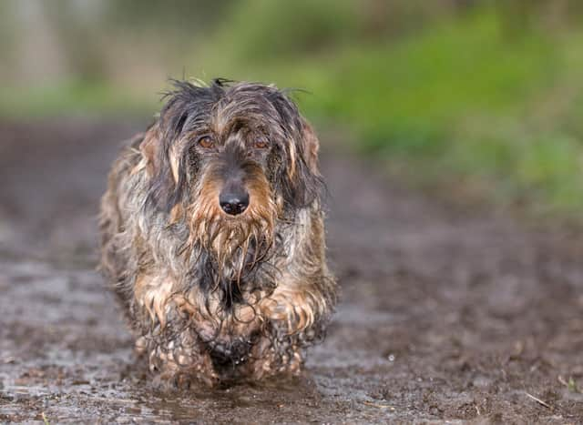 do dogs need to be bathed