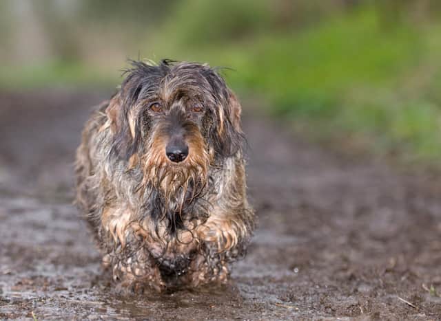 Dirty and Clean Dogs: Here are the 10 breeds of adorable dog that need most  and least bathing - from Rottweiler to Bichon Frise 🐶 | The Scotsman