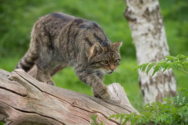 The Saving Wildcats project is looking for a conservation manager.