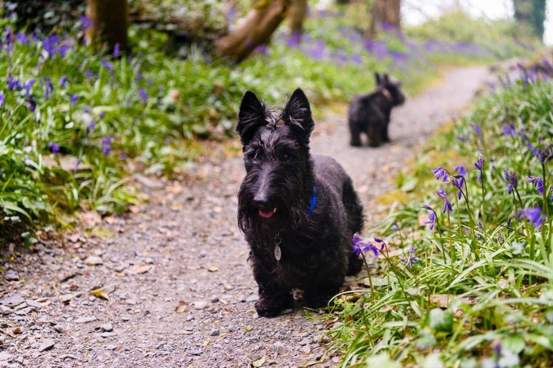 Affectionately known as the Scottie Dog, the Scottish Terrier is one of a number of breeds of Terrier that come from the Highlands. They were originally used to hunt vermin on farms and crofts.
