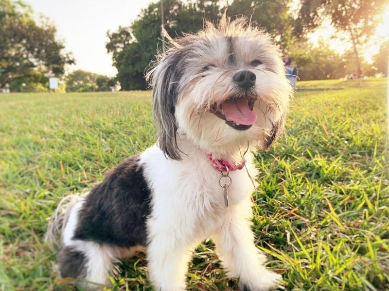 Much like the Bichon Frise, the Havanese is breed created to be a lapdog and desire human companionship above all else. Leaving this Cuban breed alone for too long is a recipe for disaster.