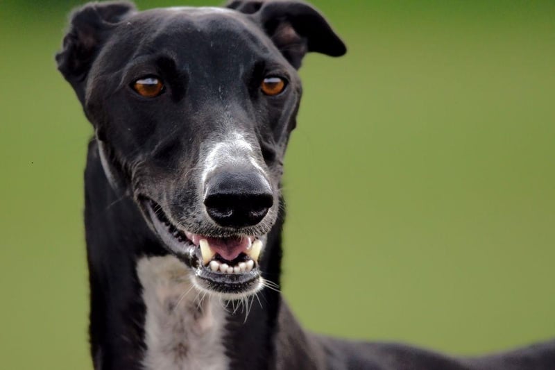 Greyhounds are gentle and affectionate dogs that make a great companion for people later in life. Adopting one of the many adult Greyhounds looking for a new home can also mean there's no need to deal with an energetic and untrained puppy.