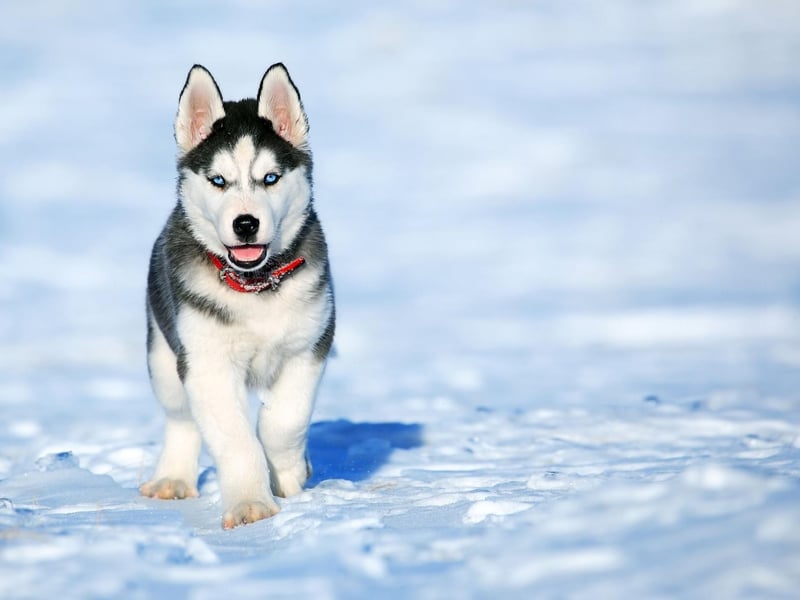 One of the hardiest breeds on the planet, the Husky is capable of pulling heavy weights for miles across the frozen Arctic tundra and live to an average age of 9.53 years.