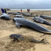 Pilot whales from a pod of more than 50 which died following a mass stranding on Traigh Mhor in North Tolsta, on the Isle of Lewis. Picture: Mairi Robertson-Carrey/Cristina McAvoy/BDMLR/PA Wire