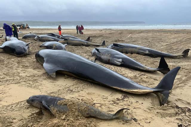 Pilot whales from a pod of more than 50 which died following a mass stranding on Traigh Mhor in North Tolsta, on the Isle of Lewis. Picture: Mairi Robertson-Carrey/Cristina McAvoy/BDMLR/PA Wire