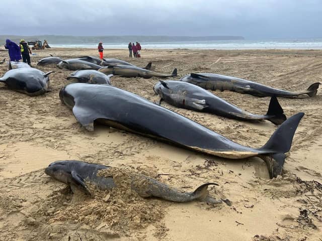 Pilot whales from a pod of more than 50 which died following a mass stranding on Traigh Mhor in North Tolsta, on the Isle of Lewis. Picture: Mairi Robertson-Carrey/Cristina McAvoy/BDMLR/PA Wire