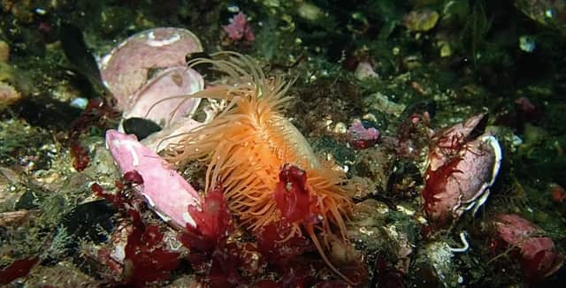 The Limit: new documentary short produced by Our Seas Coalition highlights how the rise of scallop dredging in Scottish waters has damaged rare seabeds and ecosystems like flame shell reefs.