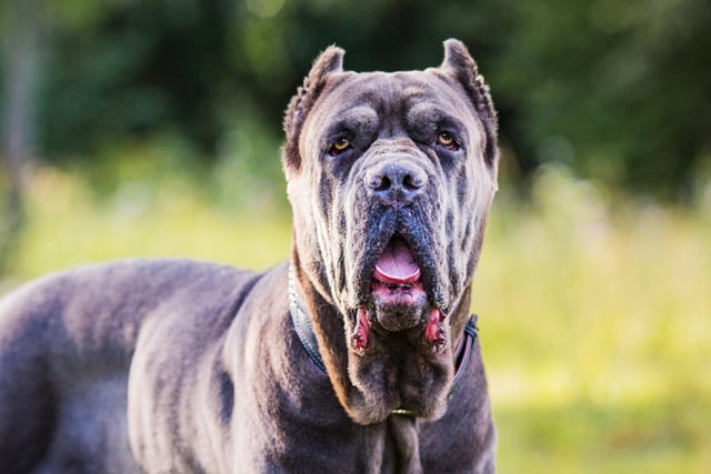 An average cost of £669.29 each year makes the unusual Cane Corso the second most expensive dog to insure.
