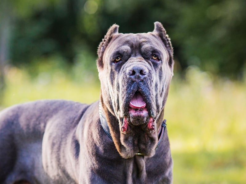 An average cost of £669.29 each year makes the unusual Cane Corso the second most expensive dog to insure.