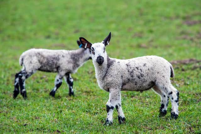 Crofters and farmers claim lambs are being taken each year by the sea eagle since it was reintroduced in the 1970s picture: Ian Georgeson