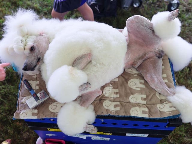 Daniel the Poodle lays on his back as he is being prepared during the annual Westminster Kennel Club dog show.