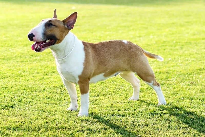 Bull Terriers regularly suffer from an itchy and uncomfortable skin allergy called atopic dermatitis - detergents and other chemicals are often to blame.