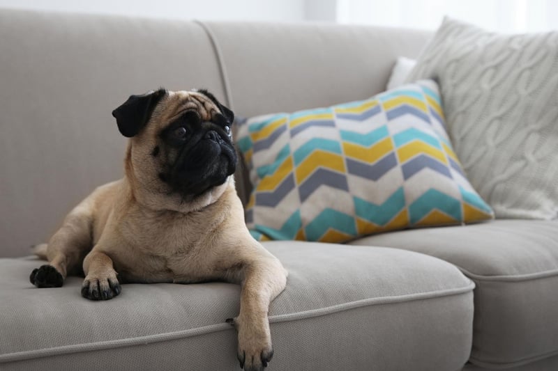 The tiny pug is perfectly happy living in a flat. A couple of moderate walks a day will keep them exercised and then they'll be happy napping on the couch.