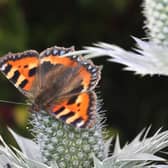 The Small Tortoiseshell is one of 17 insects Scots are being asked to look out for as part of the Big Butterfly Count.