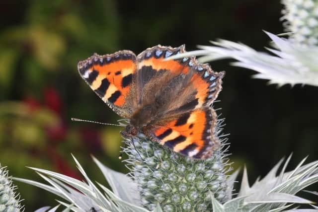 The Small Tortoiseshell is one of 17 insects Scots are being asked to look out for as part of the Big Butterfly Count.