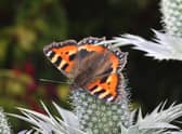 The Small Tortoiseshell is one of 17 insects Scots are being asked to look out for as part of the Big Butterfly Count.