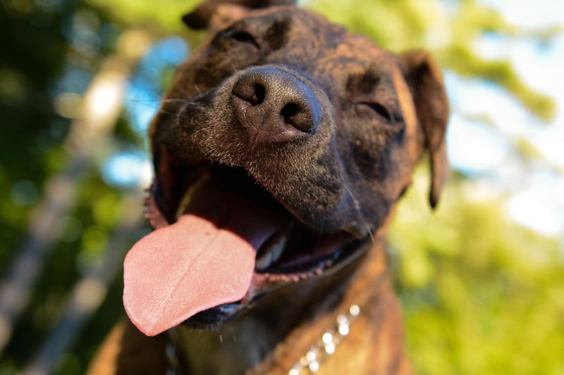 A healthy dog will have regular and consistant poos and pees. Poo should be free of blood, mucus or a greasy coating, while pee should be a clear straw-yellow colour.