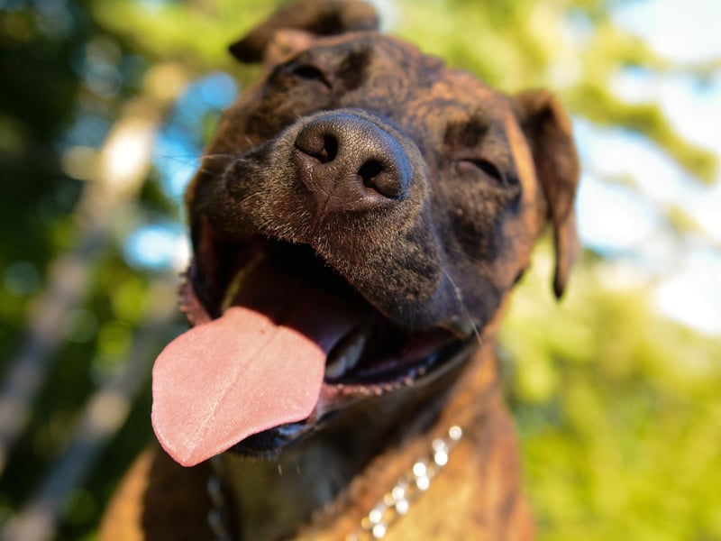 A healthy dog will have regular and consistant poos and pees. Poo should be free of blood, mucus or a greasy coating, while pee should be a clear straw-yellow colour.