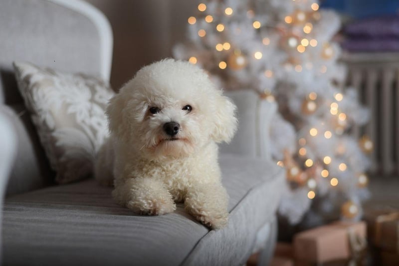 Rarely growing over a foot in height and weighing in at just 15 pounds, the Bichon Frise is a dog seemingly designed for city living. While they need little space, they don't like being left alone for more than a few hours - something that needs to be taken into consideration.