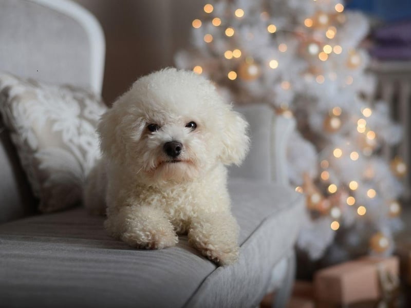 Rarely growing over a foot in height and weighing in at just 15 pounds, the Bichon Frise is a dog seemingly designed for city living. While they need little space, they don't like being left alone for more than a few hours - something that needs to be taken into consideration.