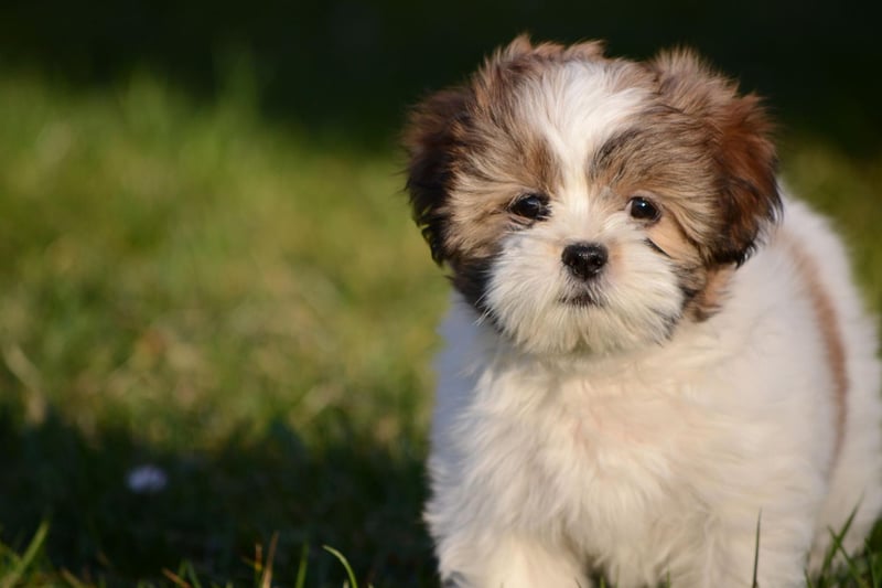 Here are the world's 10 most popular female names for adorable dogs
