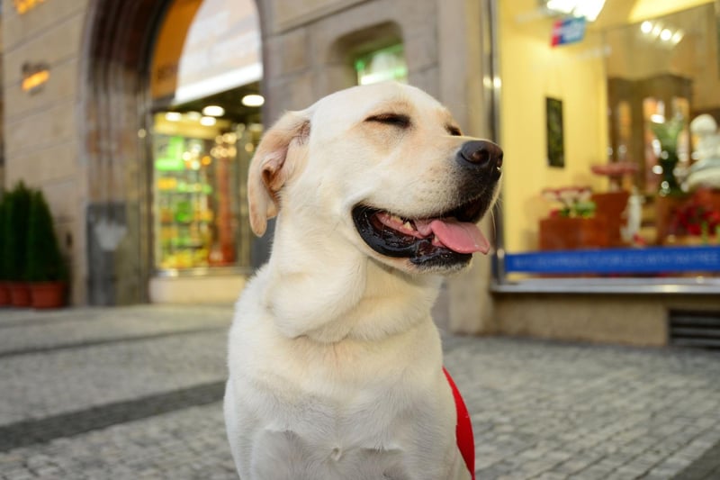 The Labrador Retriever is the world's most popular dog - and the breed most often chosen by Brits. For a dog used to being first they come relatively low down on this list, but still amassed an impressive 5.3 billion TikTok views.