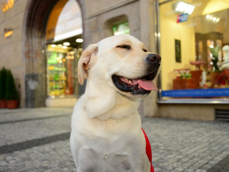 The Labrador Retriever is the world's most popular dog - and the breed most often chosen by Brits. For a dog used to being first they come relatively low down on this list, but still amassed an impressive 5.3 billion TikTok views.