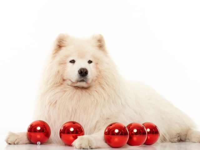 Over excitement and negative stress to a dog smells the same. How you are around your pet impacts their behaviour. For them to bolt and escape the Christmas mayhem makes them feel safe and secure. So, make sure they have their own space they can retreat to when they need peace this can include a cosy space under the table, a covered crate with open door or a warm pad to make them feel relaxed. A longer lasting chew like a pizzle stick can also help reduce anxiety as well as playing soft calming music.