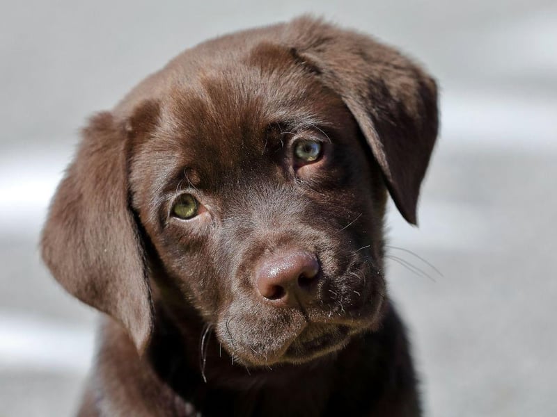 The Labrador Retriever is the epitome of an adaptable family dog. They'll be happy to live in a household where they are the only pet - but will also happily socialise with other dogs - and even cats.