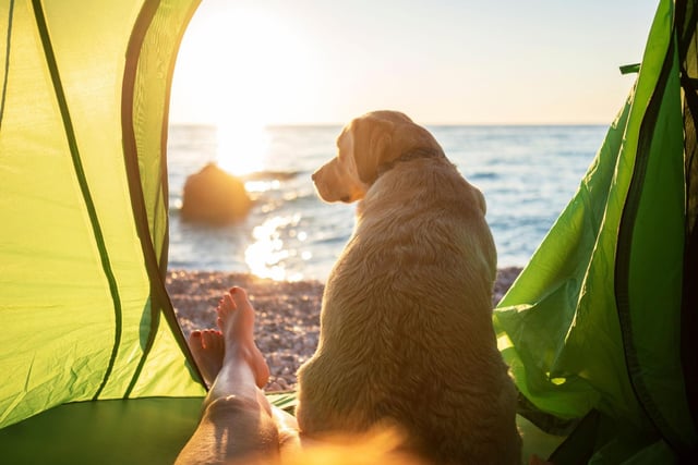 Be as you are at home with your dog, relaxed, fun and inspiring on your walks. This is a great opportunity to spend some quality time together.