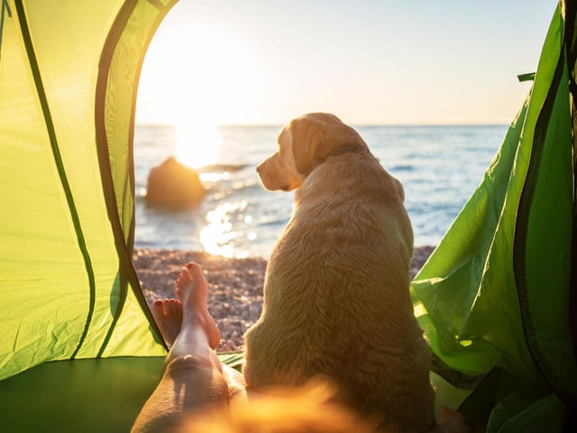Be as you are at home with your dog, relaxed, fun and inspiring on your walks. This is a great opportunity to spend some quality time together.