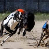 Mark Ruskell is to publish a Bill to ban greyhound racing. Photo: David Davies/PA Wire