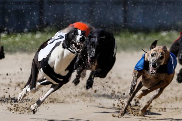 Mark Ruskell is to publish a Bill to ban greyhound racing. Photo: David Davies/PA Wire