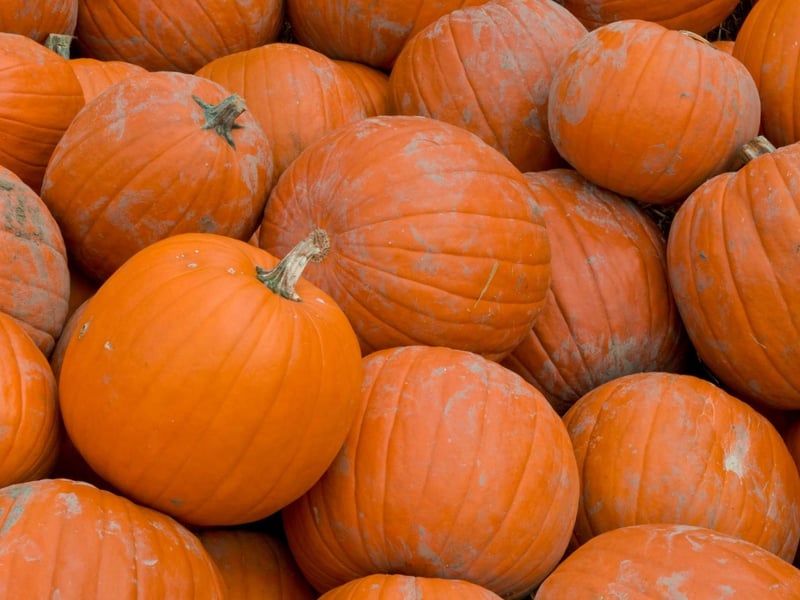 This word came to English from the Scottish Gaelic "gu leòr" which literally means "enough" or literally "to sufficiency". In the image above, for example, with Halloween coming up this year we clearly have pumpkins galore (or to sufficiency!)