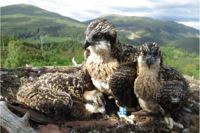 A trio of osprey chicks has been named by the public after a poll.