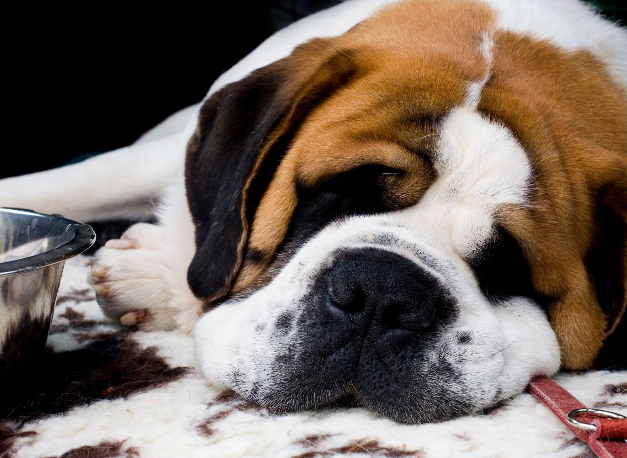 Zorba The Biggest Dog On Earth