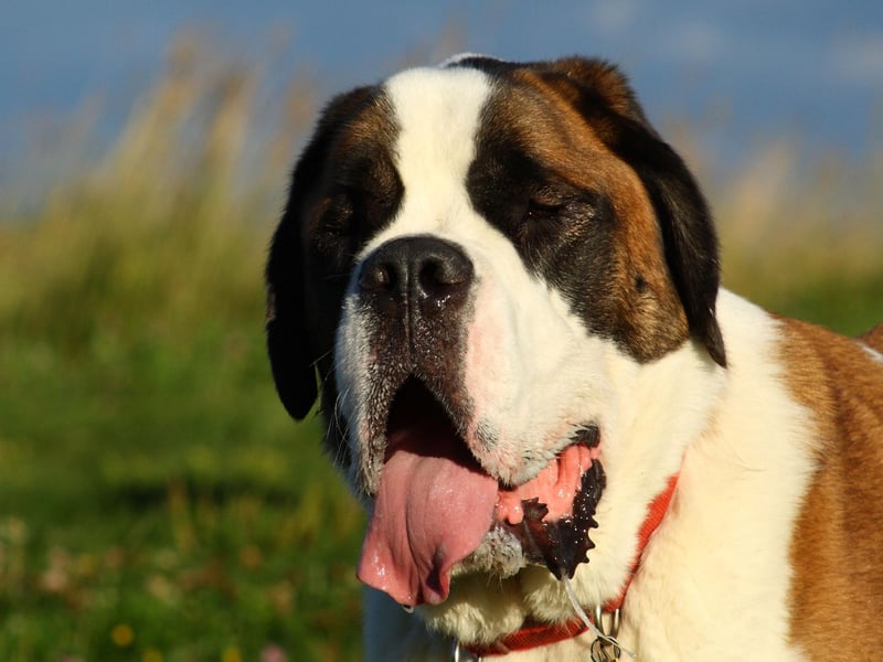 Equally famous for their bravery during mountain rescues, and their habit of producing copious amounts of drool - it was the second attribute of the Saint Bernard that was used to great comic effect in the Beethoven series of movies.