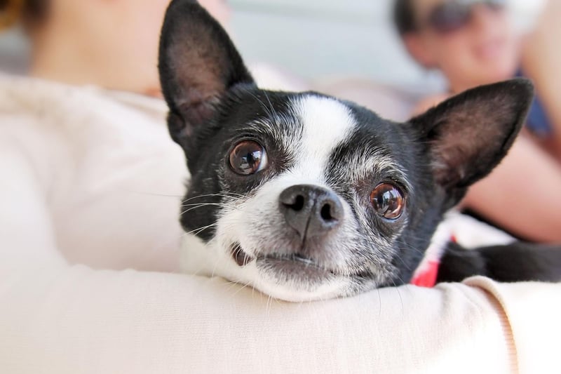 Another small dog able to provide support in most social settings, the Chihuahua needs little in the way of exercise so is perfect for people who are less mobile.