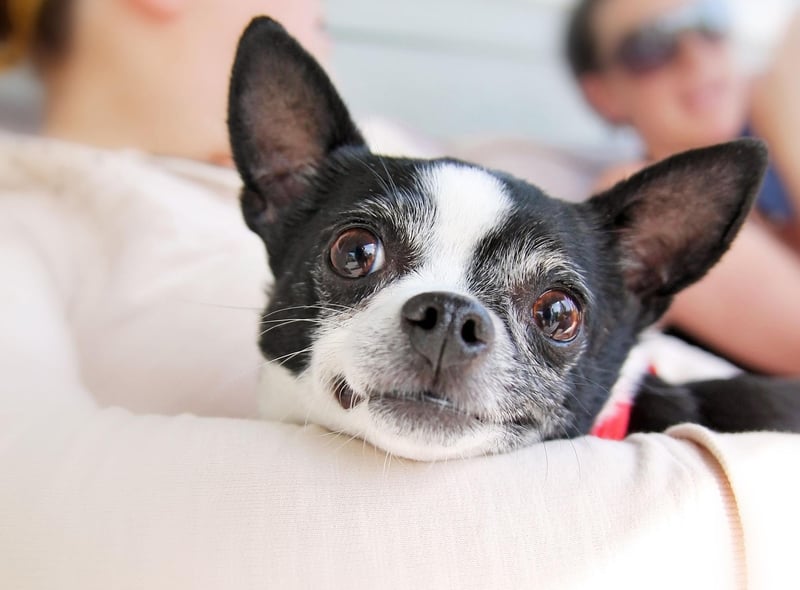Another small dog able to provide support in most social settings, the Chihuahua needs little in the way of exercise so is perfect for people who are less mobile.