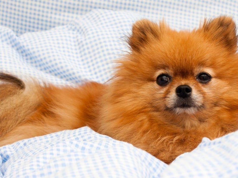 The Pomeranian is another dog on this list that can enjoy the occasional bark at night. If you can keep them quiet though, these tiny dogs are great company - and take up very little space