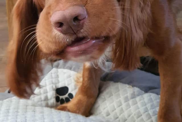 Feeling ruff: Poor Hector was left horribly swollen