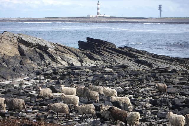 Wildlife has been affected by the flow of beach plastics onto the shoreline with one of the island's famous seaweed-eating sheep spotted trying to eat a piece of plastic packaging. Seals are known to have become tangled with nets and rope. PIC: Lis Burke/Transitions North Ronaldsay.