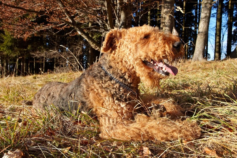 The Airedale Terrier was bred to be an expert rat catchers - a job that was usually carried out without any human handler. They still enjoy playing by themselves and won't be told otherwise.