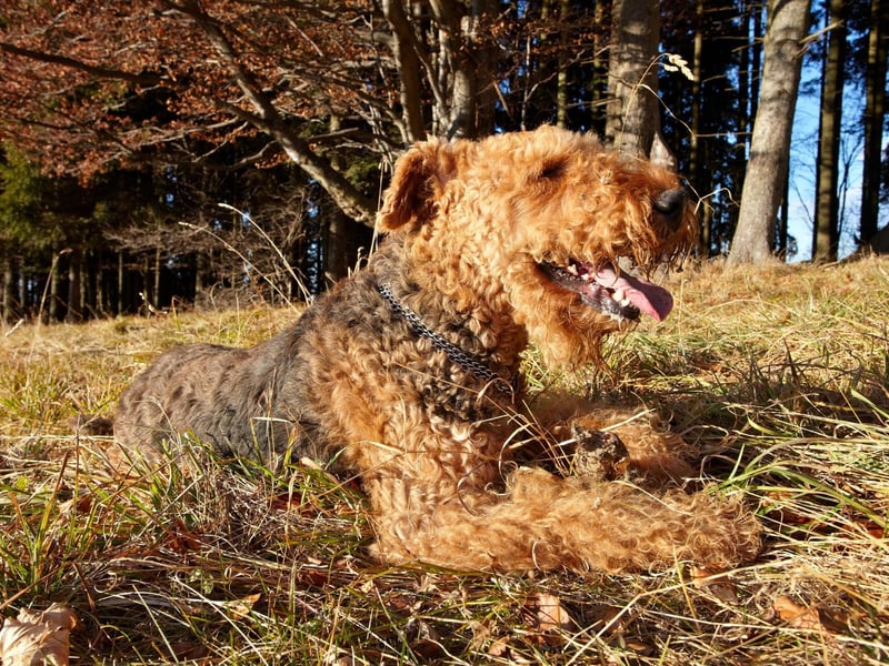 The Airedale Terrier was bred to be an expert rat catchers - a job that was usually carried out without any human handler. They still enjoy playing by themselves and won't be told otherwise.