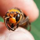 Asian hornet