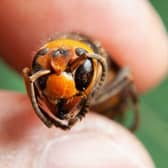 Asian hornet